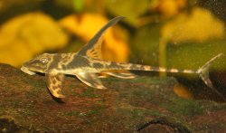 Lamontichthys stibaros - Click for species page