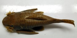 Lasiancistrus caucanus