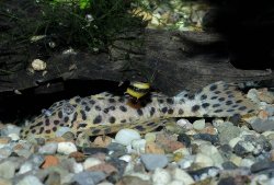 Leporacanthicus heterodon