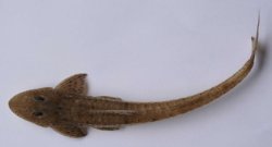 Limatulichthys griseus - Click for species page