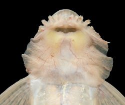Limatulichthys griseus