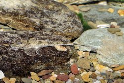 Loricaria tucumanensis - Click for species page