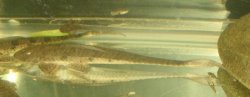 Loricariichthys brunneus - Click for species page