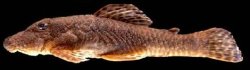 Neblinichthys brevibracchium - Click for species page