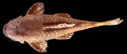 Neblinichthys brevibracchium