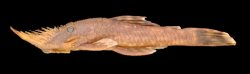 Neblinichthys pilosus - Click for species page