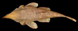 Neblinichthys pilosus