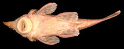 Neblinichthys pilosus