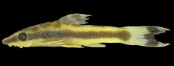 Otocinclus batmani - Click for species page