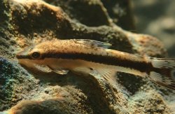 Otocinclus bororo - Click for species page