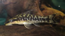 Otocinclus cocama