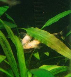 Otocinclus cocama