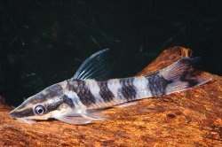 Otocinclus cocama