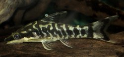 Otocinclus cocama