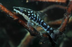 Otocinclus cocama