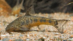 Otocinclus flexilis - Click for species page