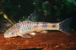 Otocinclus flexilis