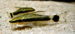 Otocinclus hoppei - Click for species page