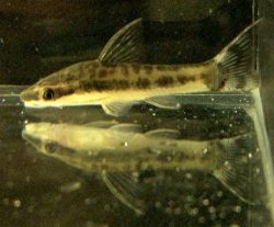 Otocinclus hoppei