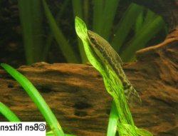 Otocinclus huaorani - Click for species page