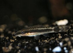 Otocinclus macrospilus