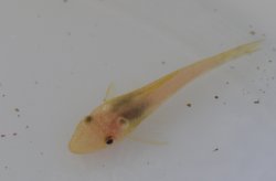 Otocinclus macrospilus