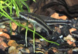 Otocinclus macrospilus