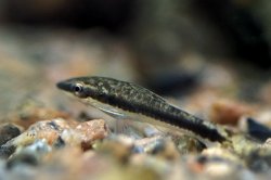 Otocinclus vestitus - Click for species page