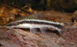 Otocinclus vittatus - Click for species page