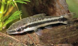 Otocinclus vittatus