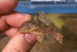 Panaqolus sp. (L105) - Click for species page