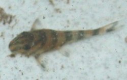 Panaqolus sp. (L169)