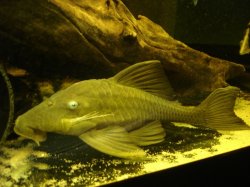 Panaque cf. cochliodon`upper magdalena`