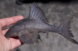 Panaque cochliodon - Click for species page