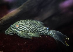 Panaque nigrolineatus