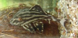 Panaque nigrolineatus