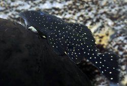 Parancistrus nudiventris