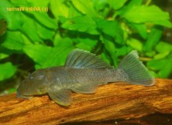 Parancistrus sp. (L332) - Click for species page