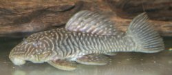 Parancistrus sp. (LDA046)