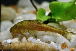 Parotocinclus adamanteus - Click for species page