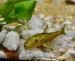 Parotocinclus adamanteus