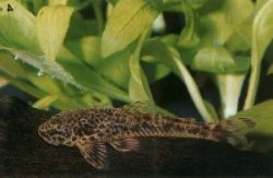 Parotocinclus cristatus - Click for species page