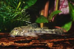 Parotocinclus jumbo - Click for species page