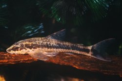 Parotocinclus maculicauda