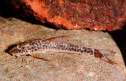 Parotocinclus maculicauda