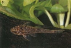 Parotocinclus sp. (2)