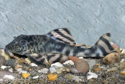 Peckoltia brevis - Click for species page