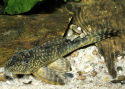 Peckoltia caenosa - Click for species page