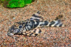 Peckoltia lineola - Click for species page