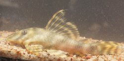 Peckoltia sp. (L140)